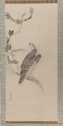Hawks Taka zu