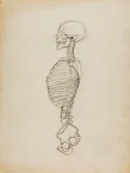Anatomy