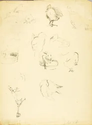 Animal Studies