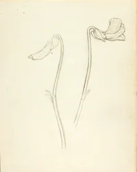 Closed and Open Flower