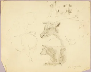 Cows