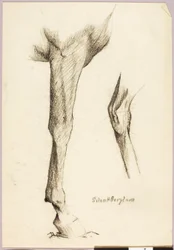 Horse Study