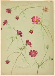 Studies: Cosmos, late 19th century