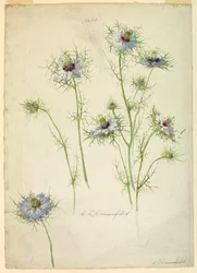 Studies: Love-in-a-mist, late 19th century