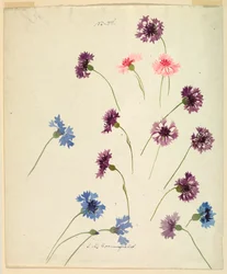 Study: Cornflowers, late 19th century