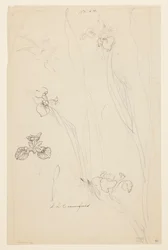 Studies of Irises