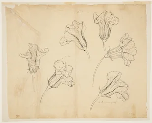 Studies of Squash or Pumpkin Blossoms