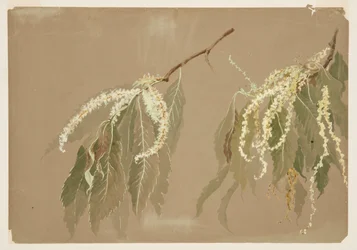 Study of Chestnut Tree Branches
