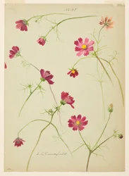 Study of Cosmos