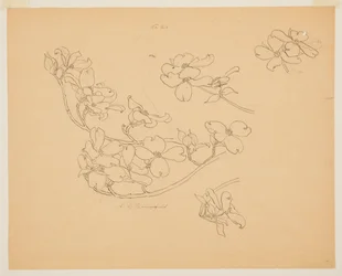 Study of Dogwood