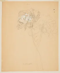Study of Peonies