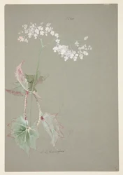 Study of Pink Begonia