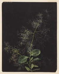 Study of Plant, Possibly Tufted Hairgrass