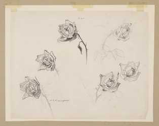 Study of Roses