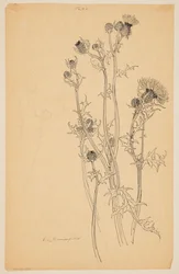 Study of Thistle Plants