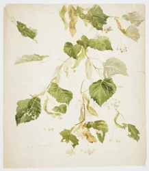 Study of a Linden Branch
