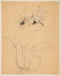 Study of an Orchid
