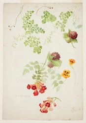 Study of Maidenhair Fern, Trumpet Vine and Nasturtium