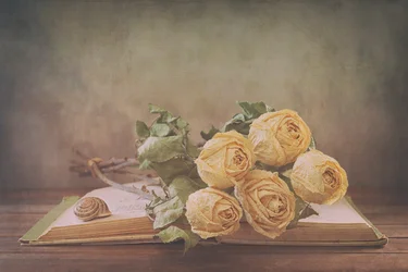 Dried Roses On Old Book