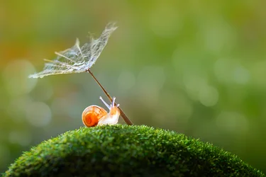 Tiny Snail Dandelion Umbrella