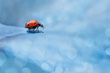 Vibrant Ladybug On Leaf