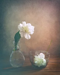 White Peony Still Life