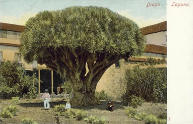 Dragon Tree