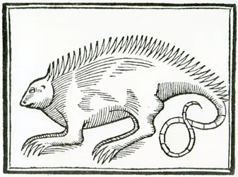 A Reptile found in the New World, from 