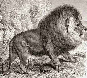 The Cape Lion, Now Extinct, from 