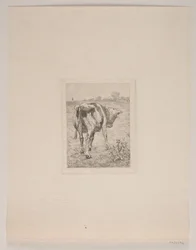 A Calf