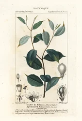 Agarwood, Aqualaria malaccensis Critically endangered