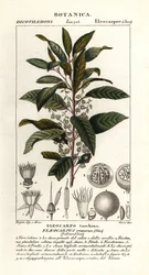 Blueberry ash