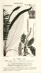 Bristle fern