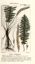 Bristle fern
