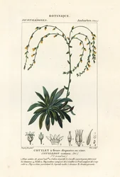 Canyon live-forever, Dudleya cymosa