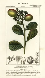 Cocoplum, Chrysobalanus icaco