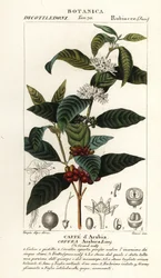 Coffee, Coffea Arabica