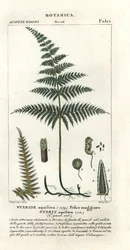 Common Bracken or Brake, Pteridium aquilinum