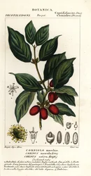 Cornelian cherry
