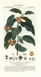 Date Plum