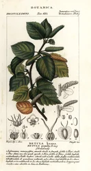 Dwarf birch, Betula pumila