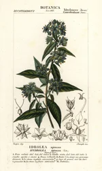 False fiddleleaf, Hydrolea spinosa