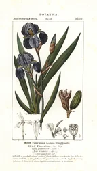 Florentine iris