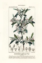 Fontanesia phillyreoides