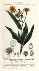 Greater spearwort