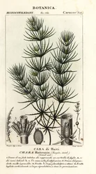 Green algae