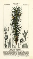 Haller’s Apple Moss, Bartramia halleriana