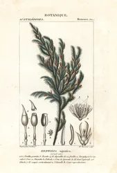 Hedwigia aquatica moss
