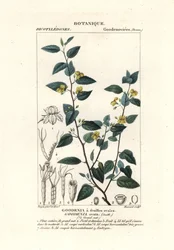 Hop Goodenia, Goodenia Ovata