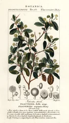 Indian Plum, Flacourtia indica